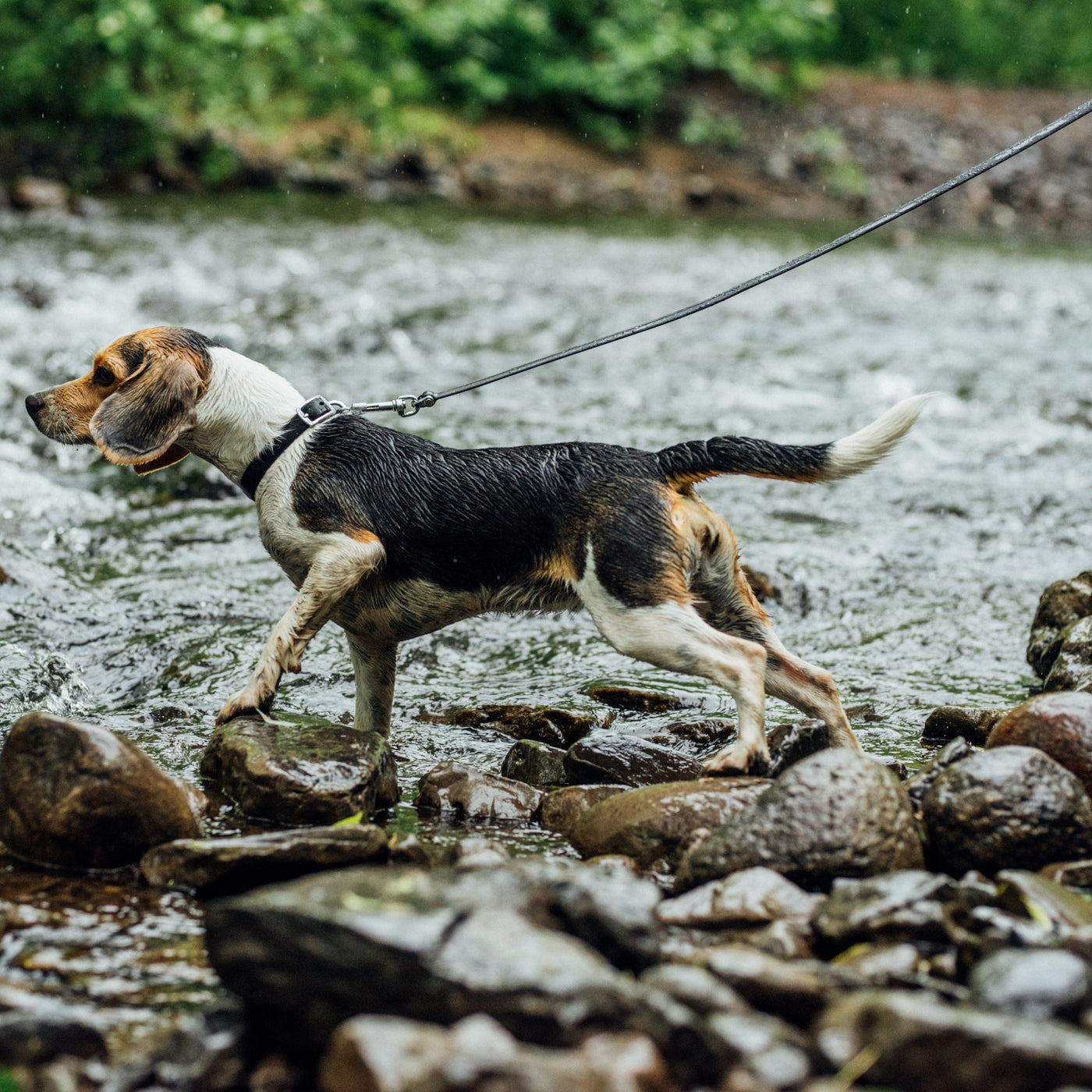 Beagle on leash walking in water