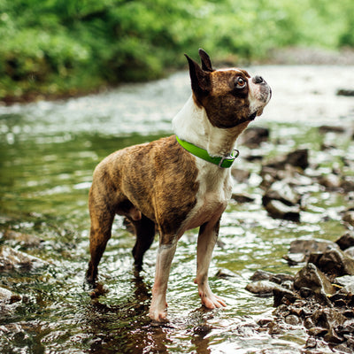French bulldog standing in water