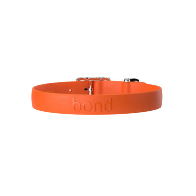Orange dog collar