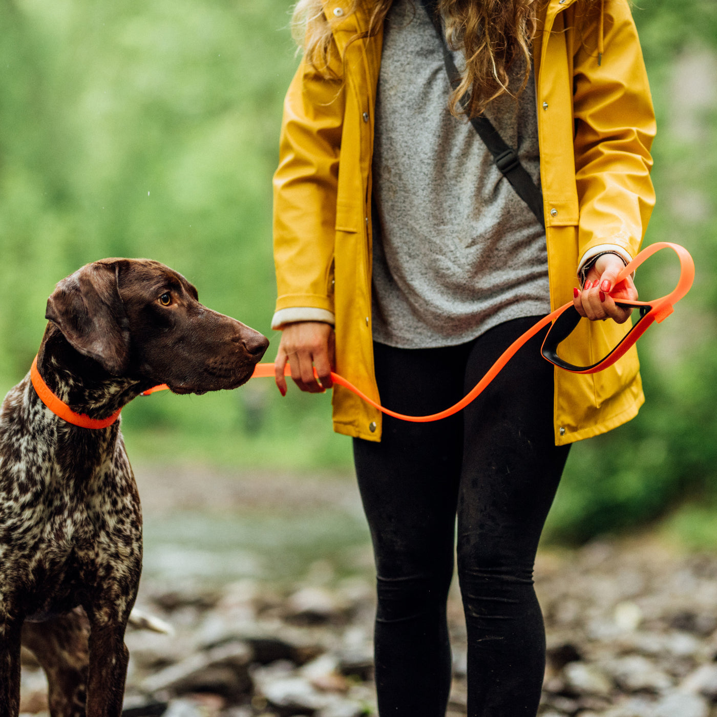 German shorthaired pointer walking on leash
