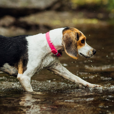 Beagle walking in water