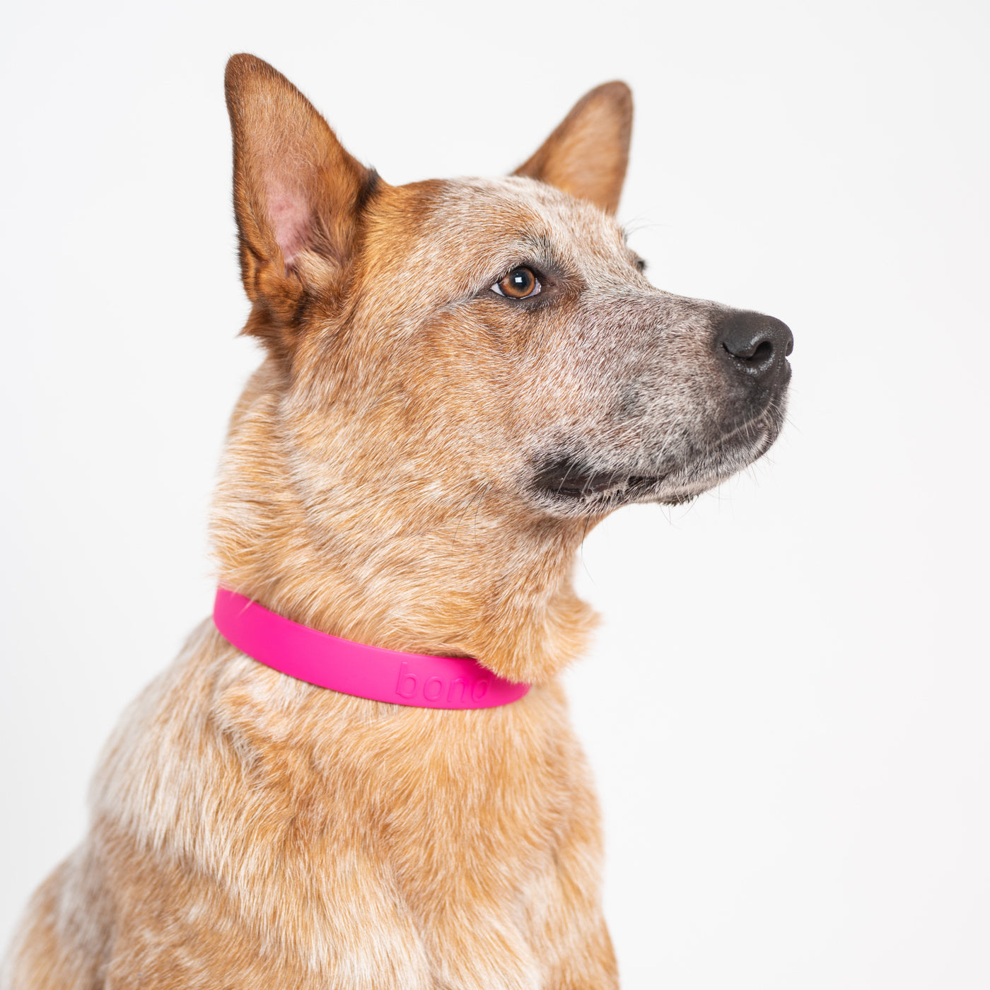 Mixed breed dog wearing pink collar
