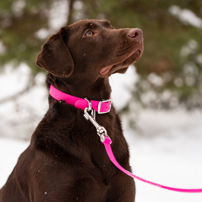Labrador on leash wearing pink collar