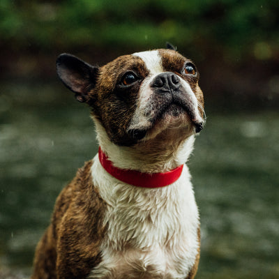 French bulldog with red collar