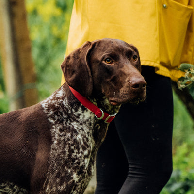 German Pointer with red collar