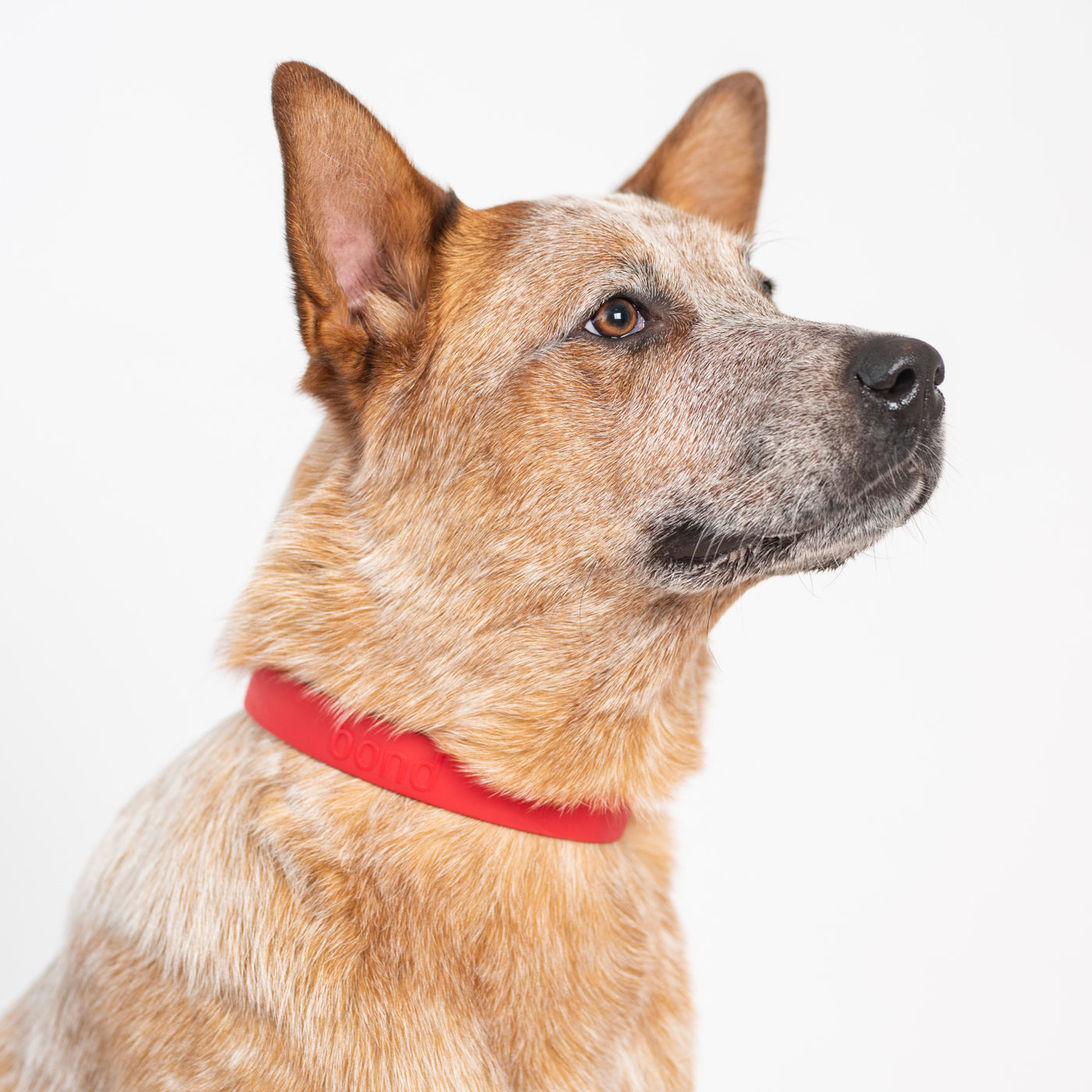 Mixed breed dog posing with red collar